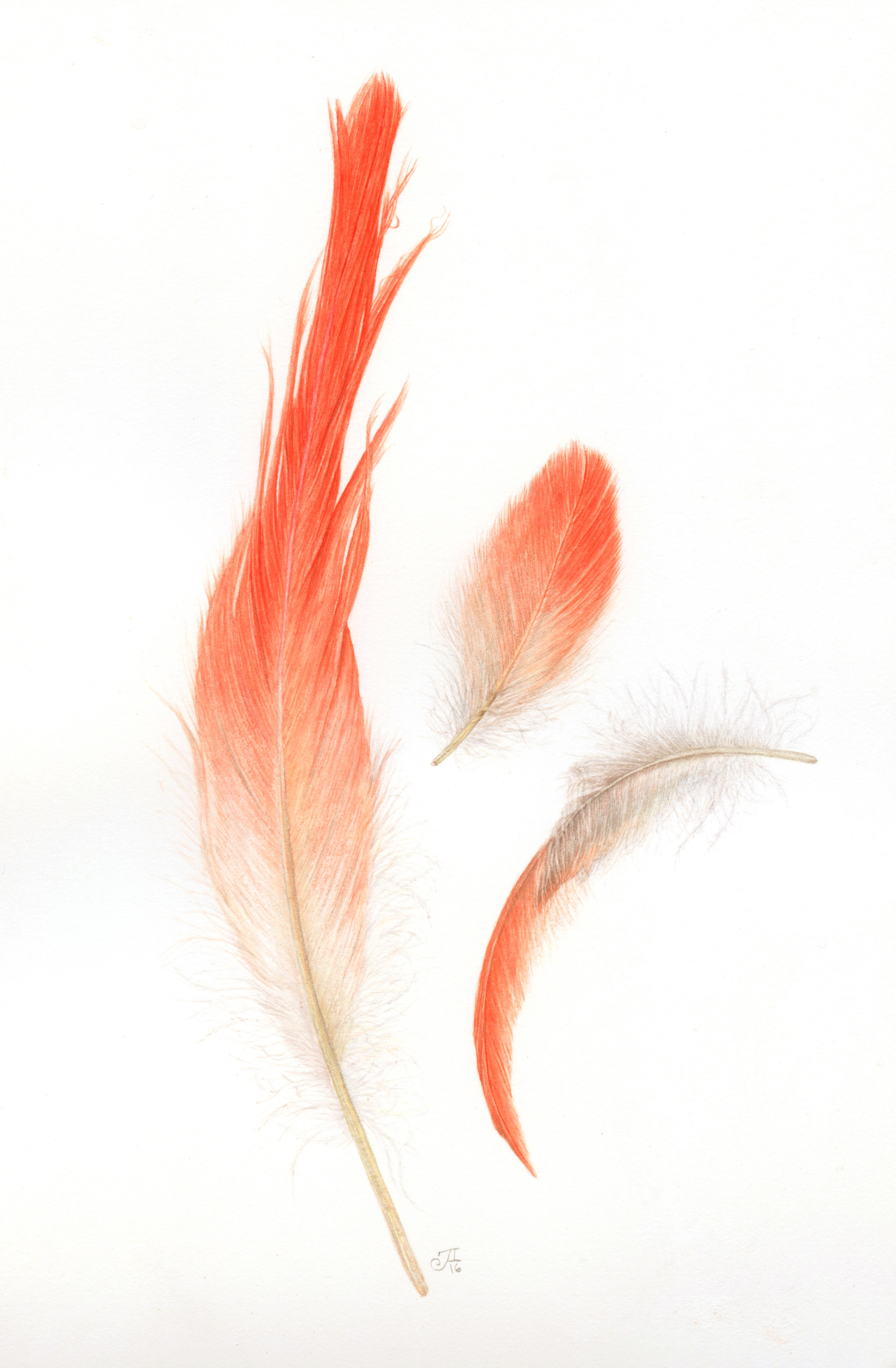 /uploads/courses/0426-02/flamingo_feathers.jpg