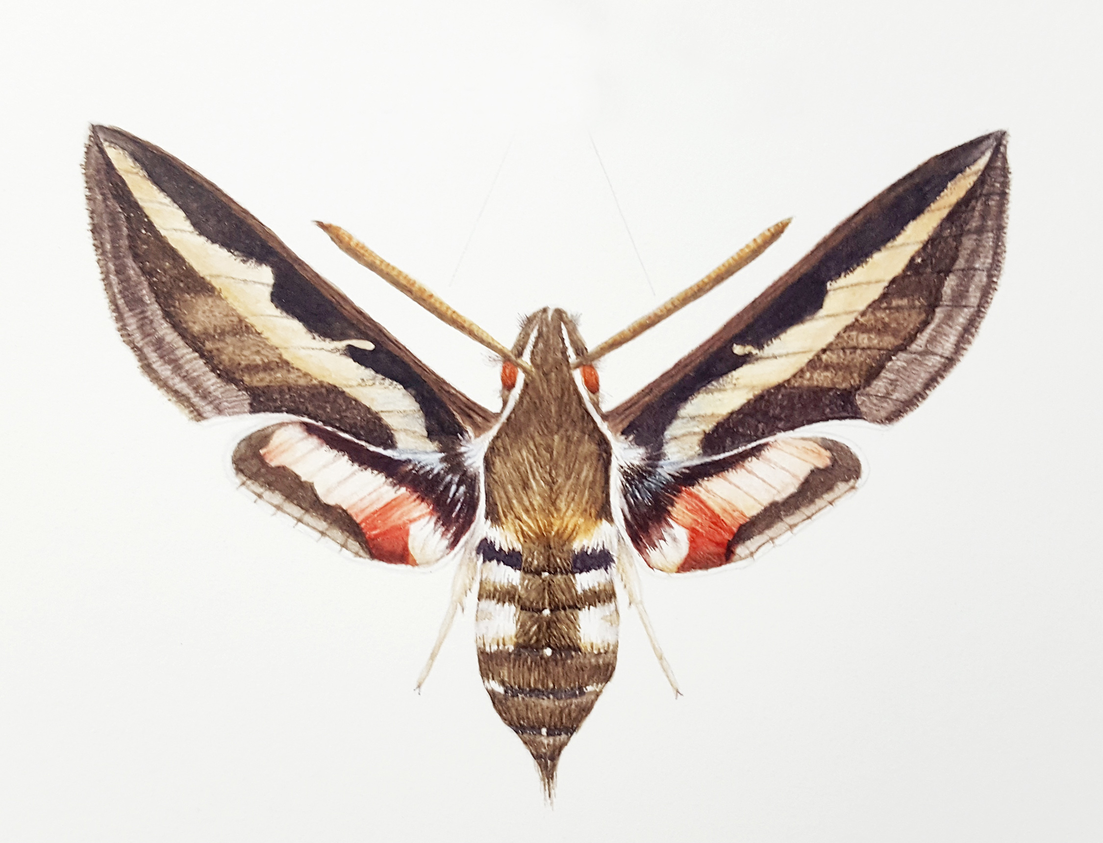 /uploads/courses/0626-05/my_bedstraw_hawkmoth.jpg