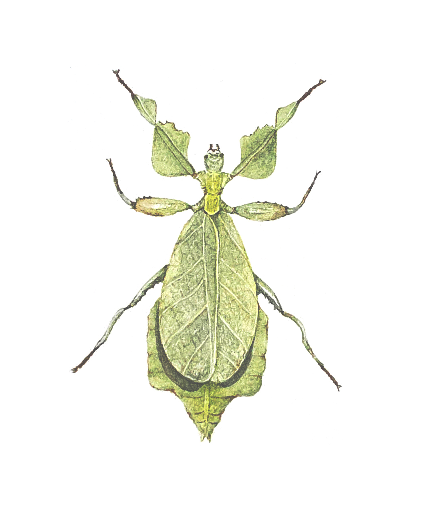 /uploads/courses/0626-06/leaf_insect_by_Julie.jpg