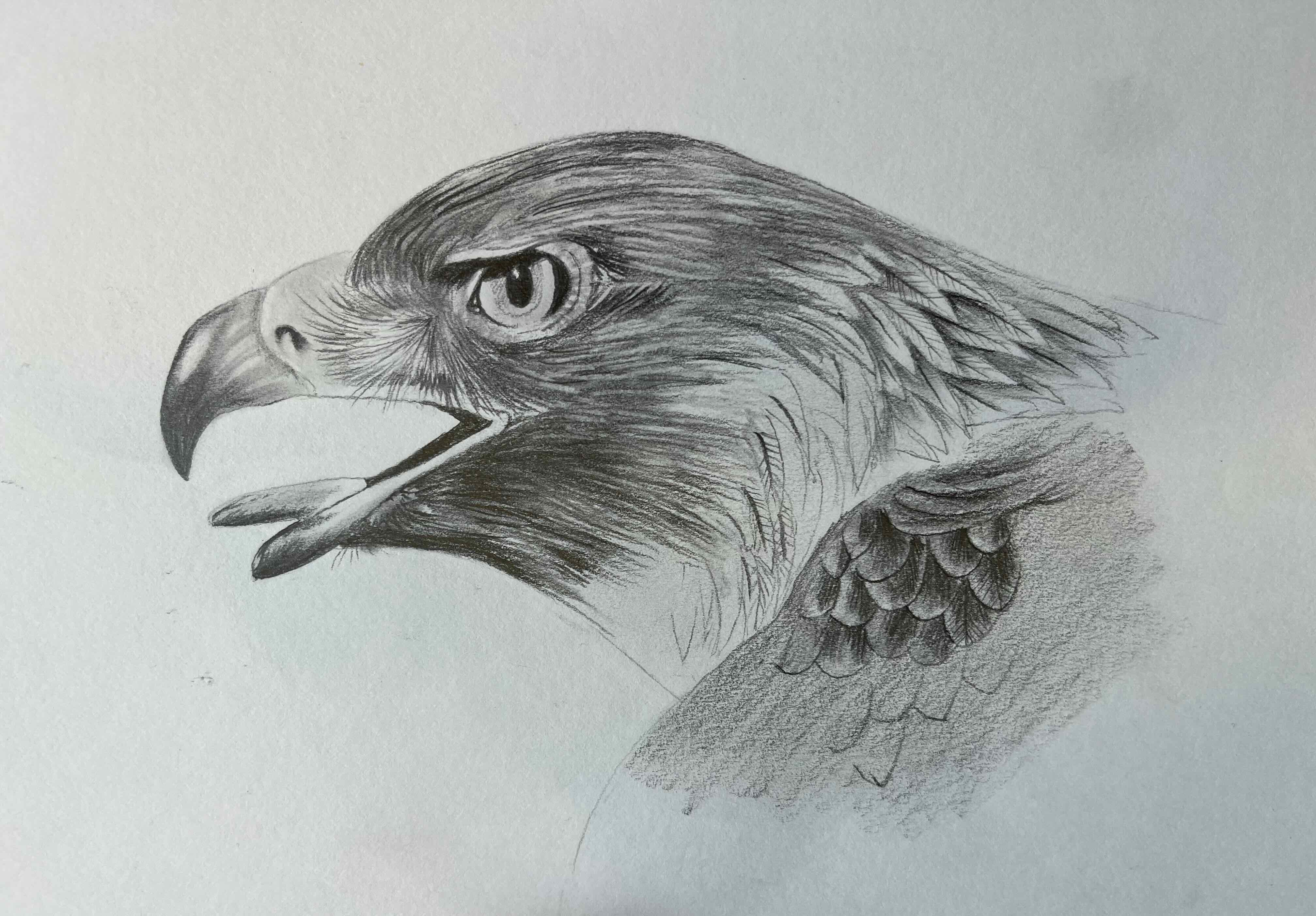 /uploads/courses/4625-04/Face_of_eagle.jpeg