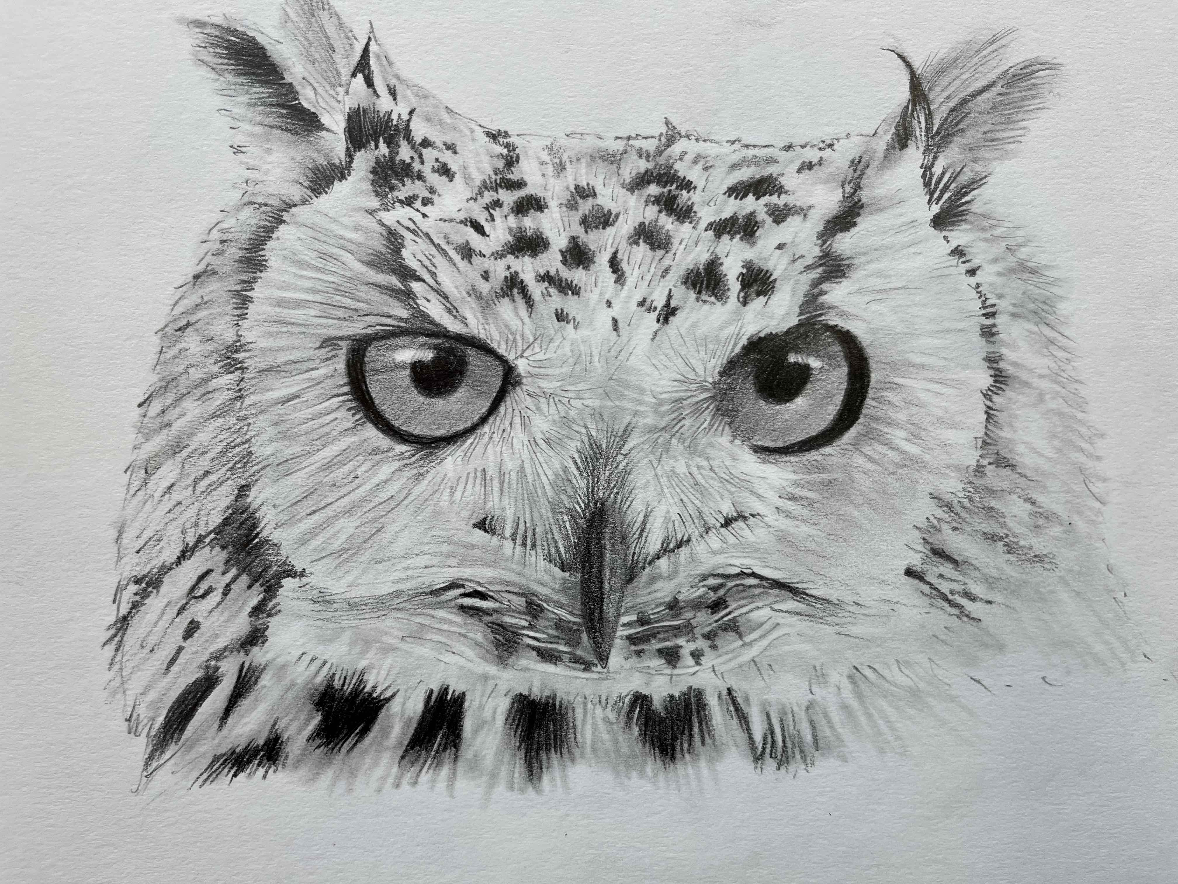 /uploads/courses/4625-04/Owl_graphite_1.jpg